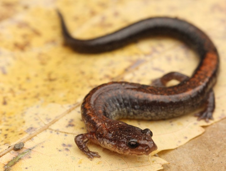 Redback Salamander